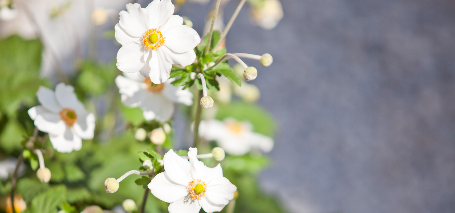 Gartenhof K�sters - Privatgarten Neuss