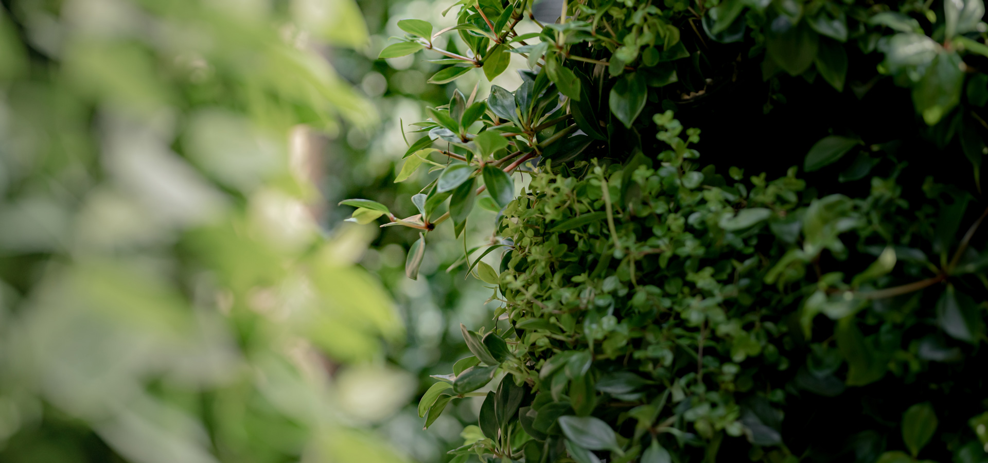 Gartenhof K�sters - Carolus Thermen